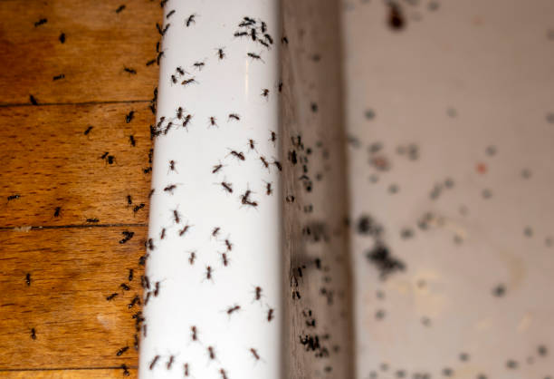 Best Exterminator Services  in Sharon Center, OH