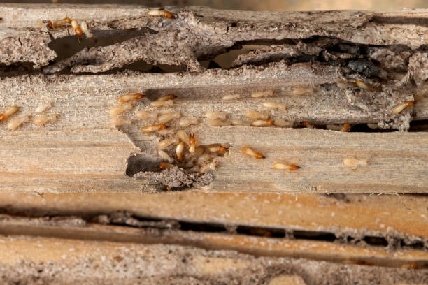 Reliable Sharon Center, OH Pest Control Solutions